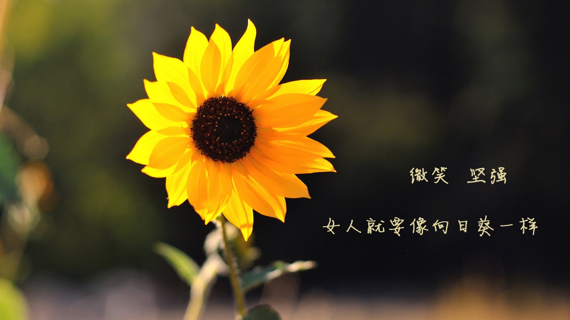 _跑酷文化节：街头艺术的运动表达_，跑酷宣传