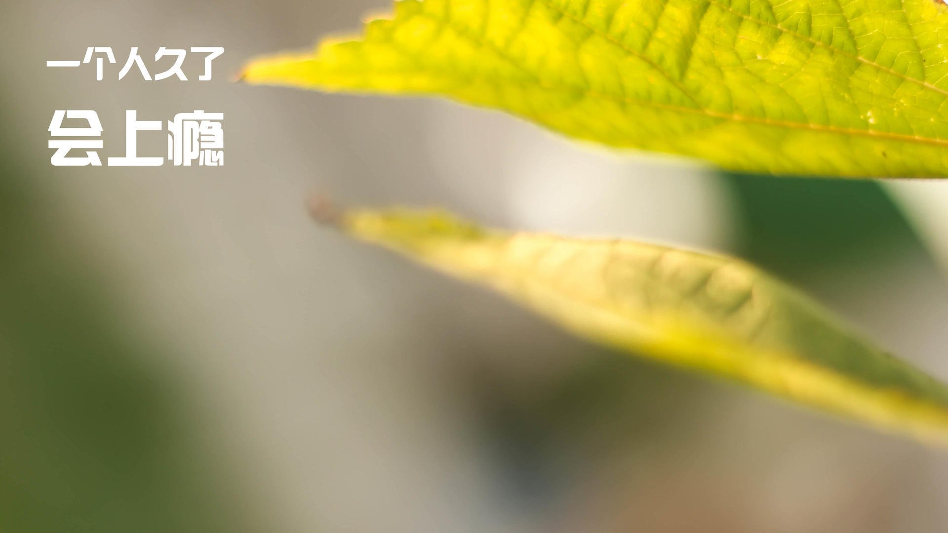 美国队决赛配速精准战略成功,美国队的对战