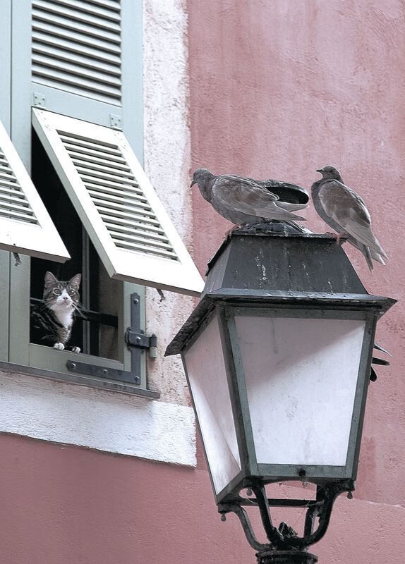 马克·阿特金森：精准的突破和强大的身体力量，令对手难以防守